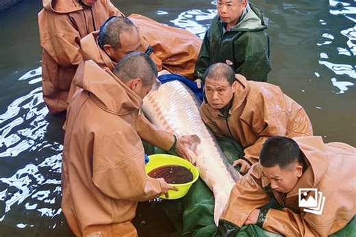 最新特别报道｜拯救中华鲟