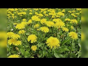 5 common weeds that you can eat