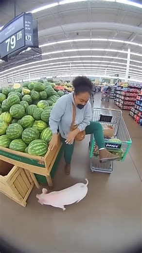 Adorable Piglet Moments That Will Make You Laugh