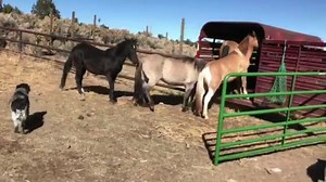 2K views · 68 reactions | A day at the Ranch, rounding up Mustangs | West Taylor-Wild West Mustang Ranch | Facebook