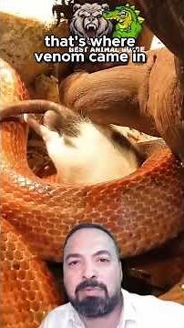 How Snake Venom Evolved Into Nature’s Deadliest Weapon! 🧪🧬