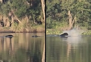 Black Bear Fights Off Attacking Alligator In Florida River