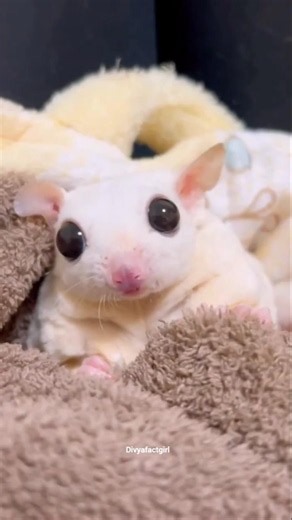 This animal can glide😱| #sugerglider #shorts #facts #knowledge #shortsfeed #animals #amazingfacts
