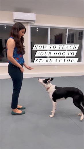 15K views · 141 reactions | Teaching your dog to focus on you is super important! If your dog is focused on you, it means they are ready to work with you and listen. If they are focused on the environment, they aren’t paying attention. Here is where we start with this skill. #dogbehavior #dogtrainingtips #positivedogtraining #dogobedience | Thinking Canine | Facebook