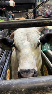 A quick boop to start your Sunday morning off right 🫵 | PBR