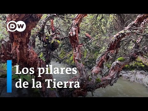 Native trees, natural and cultural heritage - Full program