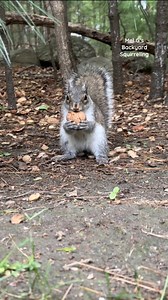 Aww, cute little baby squirrel!!😍🐿️❤️ #squirrelwhisperer #babysquirrel #aww #fuzzy #cuteness #adorable #squirrel #squirrelfriends #backyardwildlife #connectwithnature #melgsbackyard #melgsbackyardsquirreling | Melanie Getchell