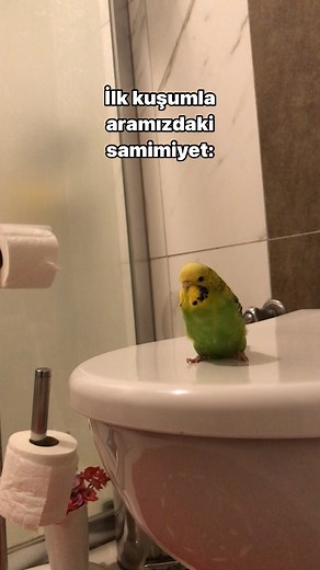 Ç𝐢𝐤𝐨 & 𝐛ı𝐝ı𝐤 | . . . . . #keşfetteyiz #ilk #kuş #komik #komikvideolar #komikpaylasimlar #komikresimler #kuşlar #keşfetedüş #keşfetedüşür #acil #samimiyet... | Instagram