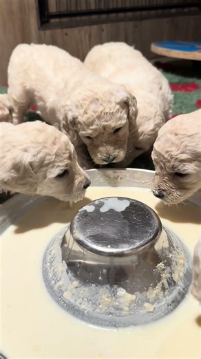 Explorers’ First Meal