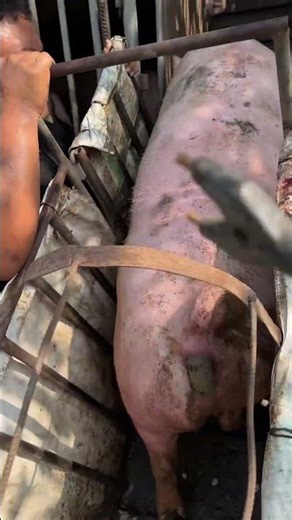 Pig Farmer Safely Loading Pigs into a Truck | Educational Purpose Only