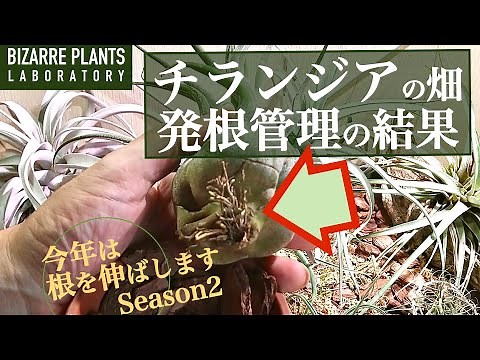 【エアプランツの畑】発根管理の結果 巨大化計画！！キセログラフィカ・ハリシイ・セルリアナ・ストレプトフィラ