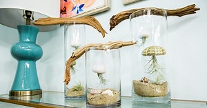 DIY Air Plant Seascapes