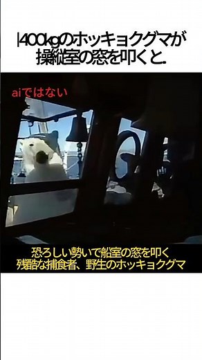 【衝撃】400kgのクマにエサを与えた結果が怖すぎる…