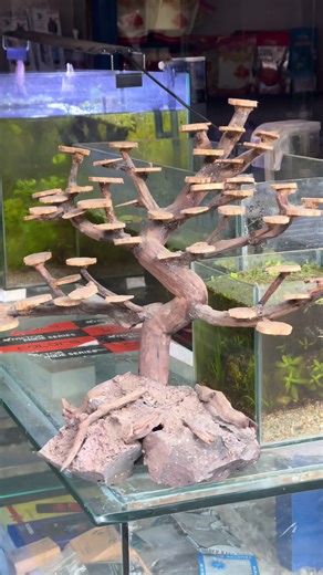 Bonsai Plants with and Without Moss for Your Aquarium