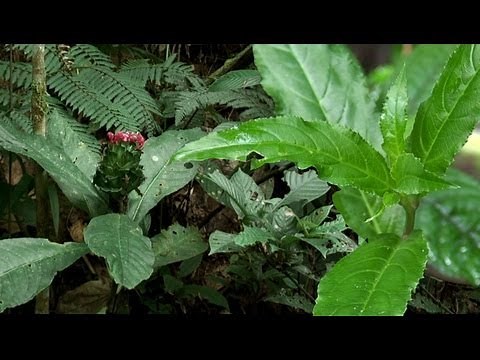 Pico de loro * Heliconia spp