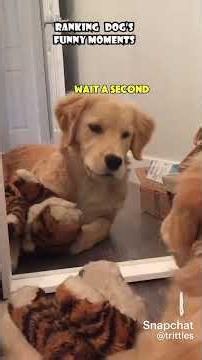 Dog vs mirror moment that made me laugh #pets #funny #shorts