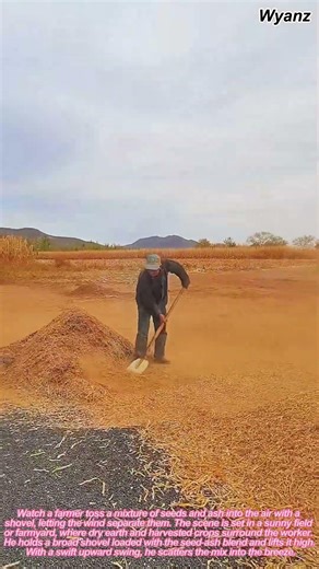 How Seed Separation Works: Farmer Winnowing Mix with Shovel Step-by-Step