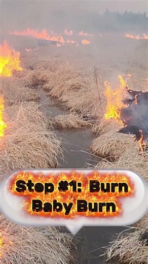 Reed Canary Grass Control