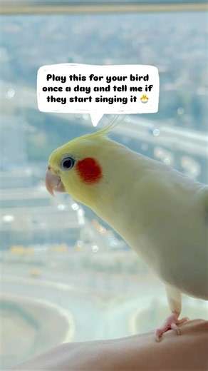 cockatiel singing training