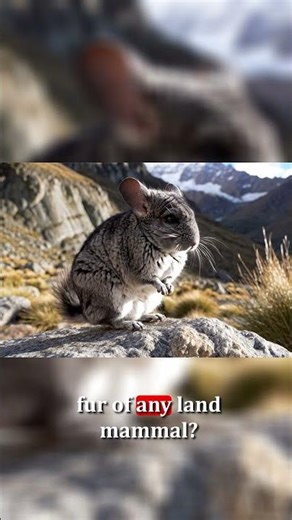 Chinchilla: Andes' Furry Survivor