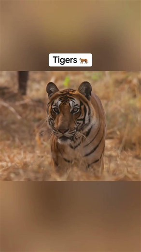 animals with down syndromes