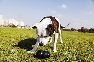 13 Easy Kong Recipes for Puppies - PatchPuppy.com