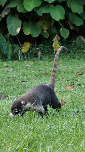 The coati may look like a cross between an anteater and a lemur, but it's more closely related to the raccoon. | Nature | PBS