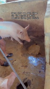 How we put our sows in the farrowing crate | Jax Farm