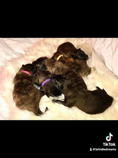 Brindle Dreams Long Hair Dutch Shepherd on Reels