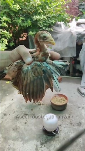 how to cut the rooster Spurs #ytshorts #aseelbirds #chicken #shorts #shortsfeed #trendingshorts