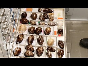 Why some cowrie shells might be too beautiful for their own good