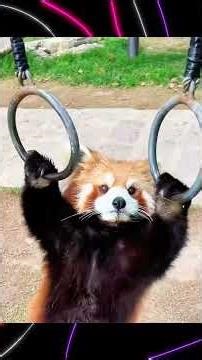 Faits sur les pandas roux #fyp #animaux #faits #connaissance #redpanda