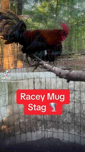 Pure Tornado 🌪️ Racey Mug stag here at Kenzie Gamefowl 🔥🔥 #fyp #gamefowlbreeder #gamefarm #gallos #chickens #rooster #gamefowl #fypシ #sabongnation #viralreelsfb | Kenzie Gamefowl Farm