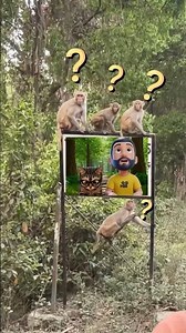 Macacos Assustados #shorts #meme #funny #macacos #prank #humor