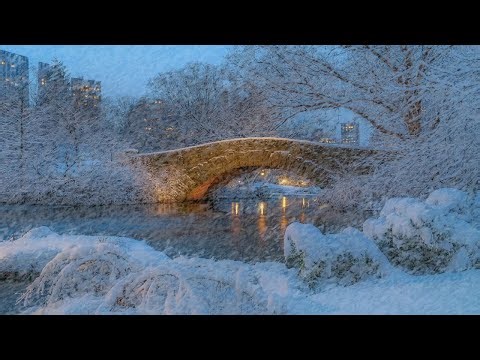 Heavy Snowstorm and Gusting Wind in the Deep Forest┇Winter Sounds for Sleeping