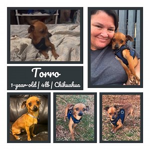 🐾 Meet Torro! The Tiny Love Bug Looking for His Forever Home! 🐾 Torro may be small in size (only 4 lbs!), but his heart is HUGE! ❤️ This 1-year-old Chihuahua came from a tough start living outside, but he’s quickly learning how amazing indoor life can be! 🏡 What Torro Needs: ✔ A home that can accommodate his tiny size ✔ A fenced-in yard so he can safely zoom around ✔ A family who loves cuddles & kisses ✔ Small dog friends (bigger dogs can be a little scary!) Torro is crate trained, working ha