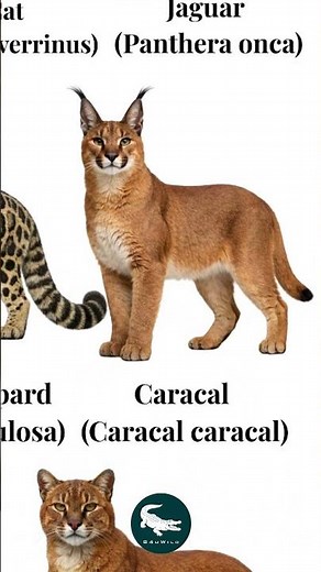 Caracal: The Sky-Hunting Cat 🐱🔥