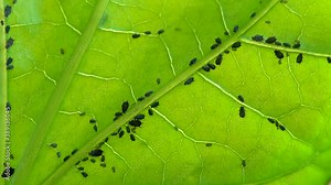 Aphid insect gives birth - a colony on a plant stem - video accelerated 20 times Stock Video