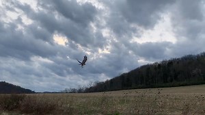 7.6K views · 113 reactions | Red tailed hawk release #redtailedhawk #wildlife #wildliferescue #wildliferehabilitation #wildliferehabber #wildliferehab #centralpa #centrecounty | Centre Wildlife Care | Facebook