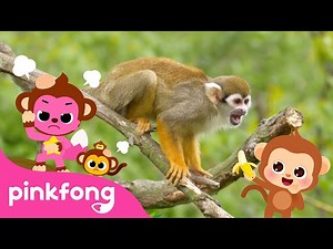 Boom Cheeky Cheeky Baby Monkey | Kids Nursery Rhyme | Pinkfong Ninimo - Videos For Kids