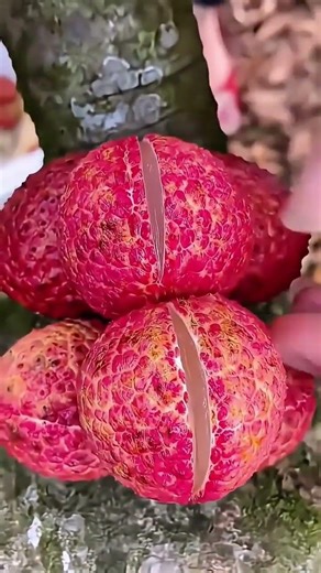 Slicing Open Fresh Ripe Lychees Directly from the Tree to Reveal Juicy Flesh