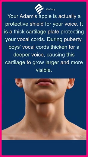 The Truth About Adam's Apple | The Truth About Adam's Apple