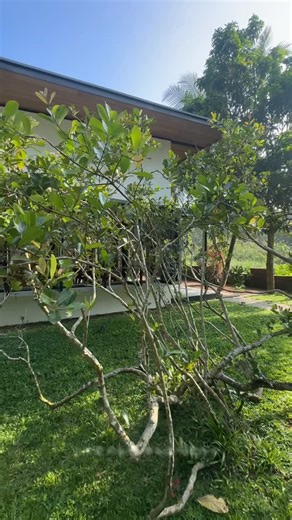 Archt. Pasindu Kithmina | Tropical Villa Clover Bentota is a quiet tropical home shaped by climate, greenery, and simple living. Clean lines, deep roofs, and open... | Instagram