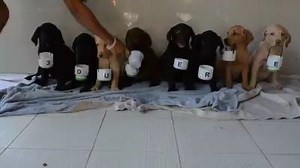 104K views · 3.1K reactions | Pet Lovers on Reels | Facebook