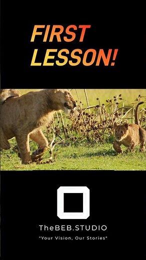 Lion CUBS Learn to Hunt Through Playful Tree Branch Battles!