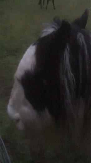 Combing Hector’s wet mane and Maggie interrupts! #cobs #horsecare #shorts