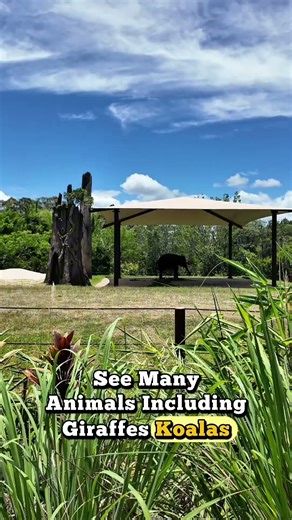 my great day at the #australiazoo #zoo #australia #australianwildlife #travel #contentcreator