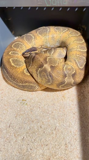 14 reactions | Give up those eggs! Blackhead Enchi yellow belly #ballpython #royalpython #reptile #reptiles #reptilesofinstagram #snake #snakes #pets #pet #petsofinstagram #animals #wildlife #recessivegang #ballpythons #royalpythons #reels #visionquestreptiles #viral #babies #babiesofinstagram #marketing #small #smallbusiness #stockmarket #exotic #beaut | Dan Kristen | Facebook