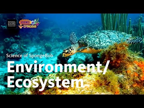 Science of SpongeBob: Environment/Ecosystem #SpongeBob #Science #NHMLA