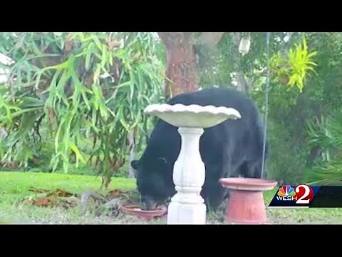 Bear kills dog near Sanford